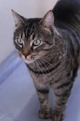 Bagheera