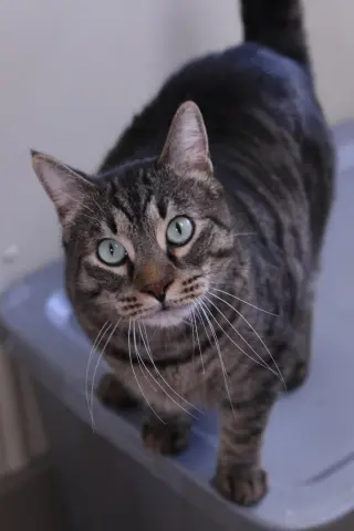 Bagheera