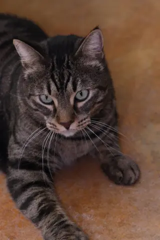 Bagheera
