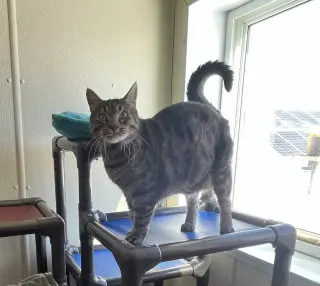 Bagheera