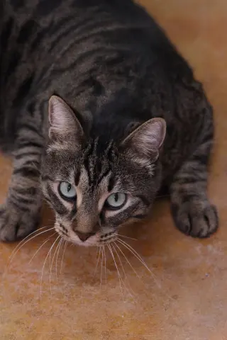 Bagheera