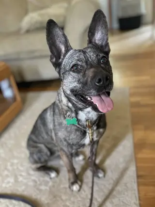 Heidi