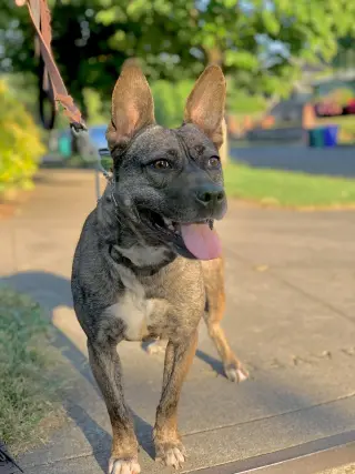 Heidi
