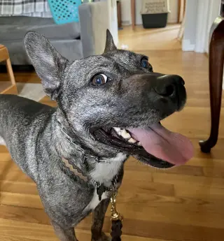 Heidi