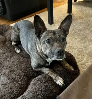 Heidi