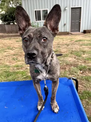 Heidi