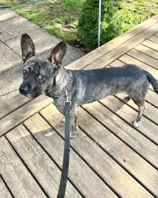 Heidi