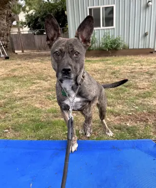 Heidi