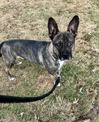 Heidi