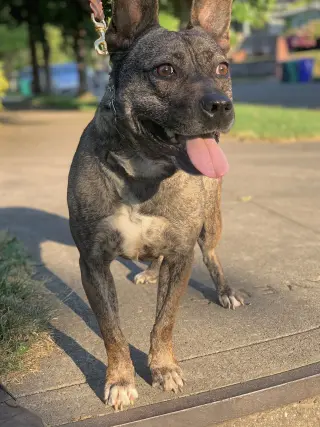 Heidi