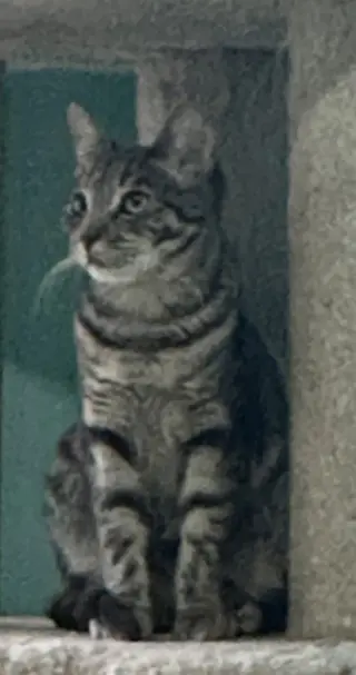 Frances
