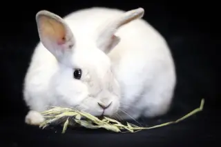 Olaf