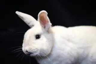 Olaf