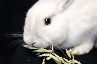 Olaf