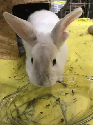 Olaf