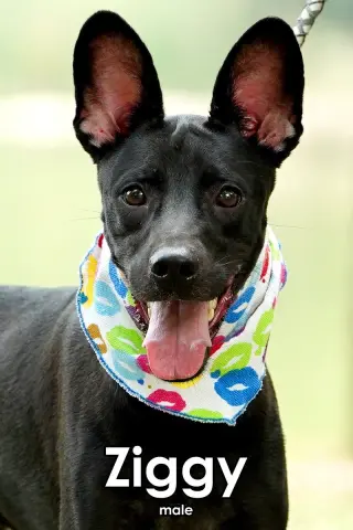 Ziggy from Taiwan