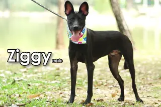 Ziggy from Taiwan