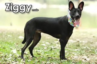 Ziggy from Taiwan
