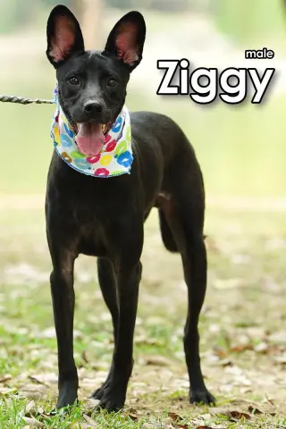 Ziggy from Taiwan