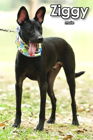 Ziggy from Taiwan