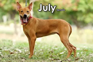 July from Taiwan