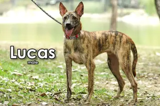 Lucas from Taiwan