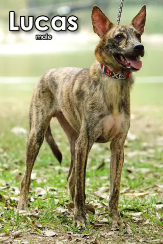 Lucas from Taiwan