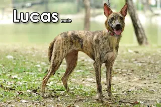 Lucas from Taiwan