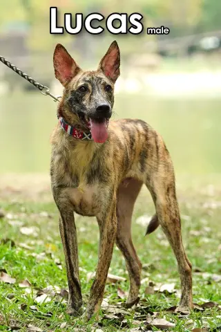 Lucas from Taiwan