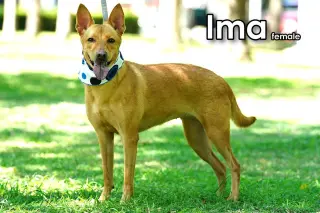 Ima from Taiwan
