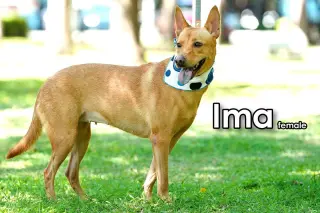 Ima from Taiwan