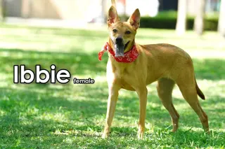 Ibbie from Taiwan
