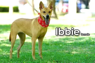 Ibbie from Taiwan