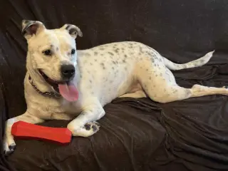 Spotta (Courtesy post)