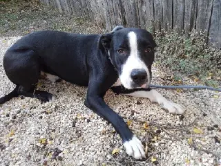 Bo