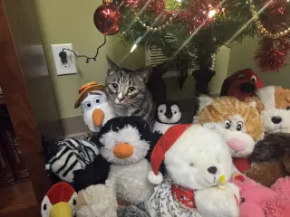 Wally