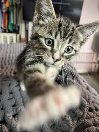 Wally