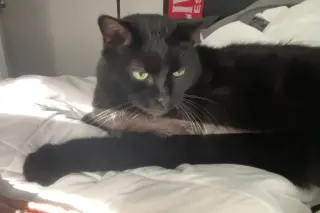 KIPPER (COURTESY POST)