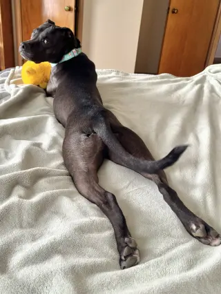 Rubi