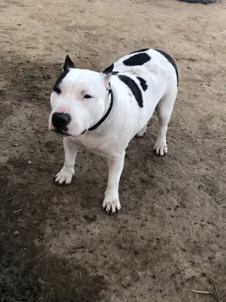 Chyna