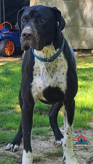 Wilson