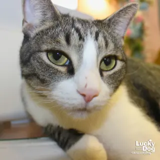 George