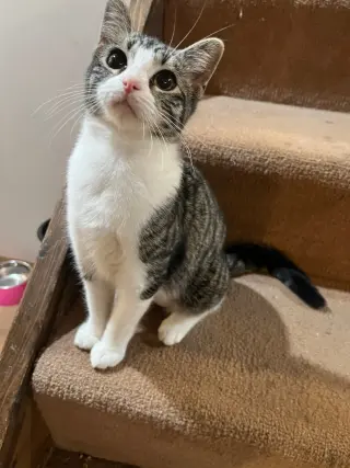 Boogie