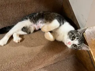 Boogie