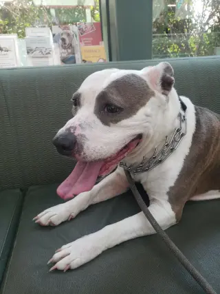DIXIE