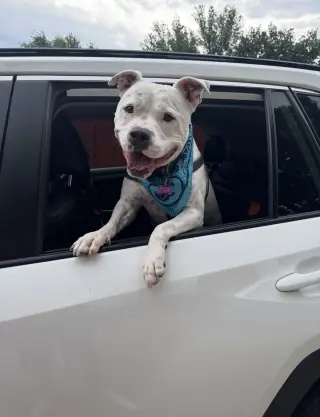 Manny (Roscoe)