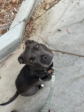 Suki **Courtesy Listing**