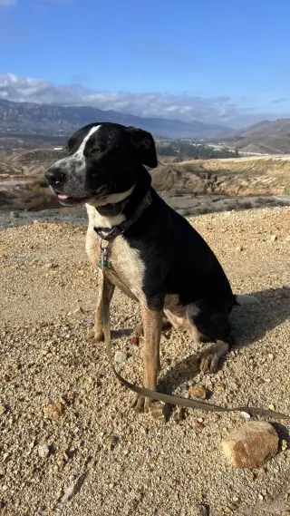 Lola