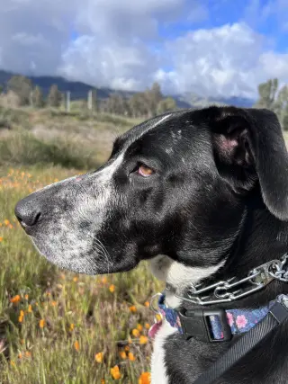 Lola