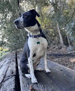 Lola